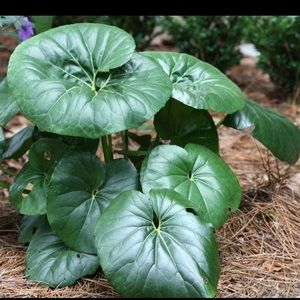 Tractor Seat Plant Seeds quantity 15